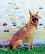 Gunner, a black and tan german shepherd