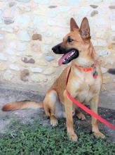 Gunner, a black and tan german shepherd