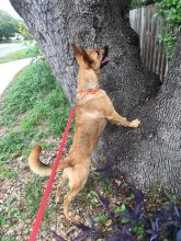 Gunner, a black and tan german shepherd in a tree