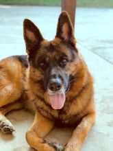 Gunner, a black and red german shepherd