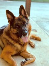 Gunner, a black and red german shepherd