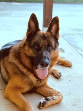 Gunner, a black and red german shepherd