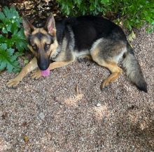Han, a black and tan german shepherd