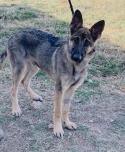 Hank, a sable, young german shepherd