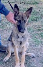 Hank, a sable, young german shepherd