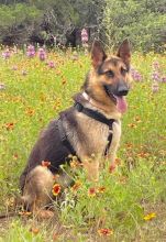Hans, a black and tan german shepherd