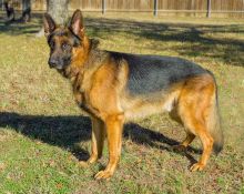Hanz, a black and red german shepherd