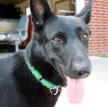 Harley, a black german shepherd
