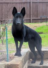 Harley, a black german shepherd