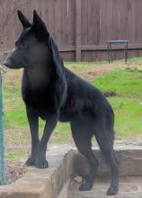 Harley, a black german shepherd