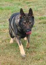 Havoc, a sable german shepherd