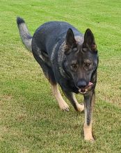 Havoc, a sable german shepherd