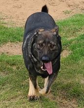 Havoc, a sable german shepherd