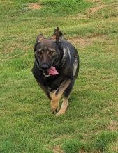 Havoc, a sable german shepherd