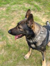 Havoc, a sable german shepherd