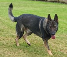 Havoc, a sable german shepherd