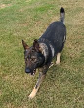 Havoc, a sable german shepherd