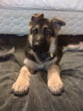 Hoss as a puppy