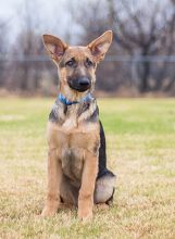 Jack is a black and tan german shepherd puppy