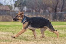 Jack is a black and tan german shepherd puppy