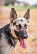 Jack, a black and tan german shepherd