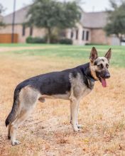 Jack, a black and tan german shepherd