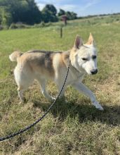 Jacob, a white and tan german shepherd mix