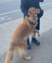 Jax, a golden and red german shepherd