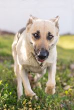 Jazz, a black and tan german shepherd