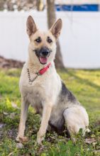 Jazz, a black and tan german shepherd