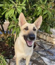 Jazz, a black and tan german shepherd
