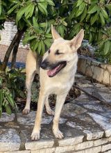 Jazz, a black and tan german shepherd