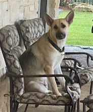 Jazz, a black and tan german shepherd