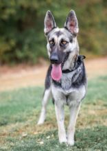 Jill, a black and tan german shepherd