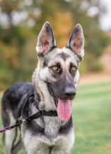 Jill, a black and tan german shepherd