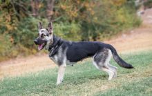 Jill, a black and tan german shepherd