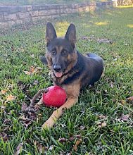 Kaiser, a black and tan german shepherd