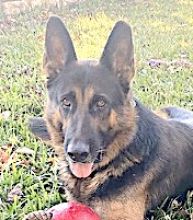 Kaiser, a black and tan german shepherd