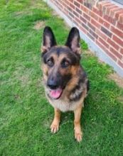 Kaiser, a black and tan german shepherd