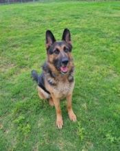 Kaiser, a black and tan german shepherd