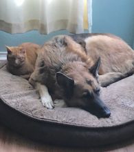 Kaiser sleeping on a pillow with his cat buddy