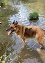 Kaiser, a black and tan german shepherd in the water