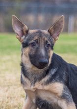 Karli, a black and tan german shepherd puppy