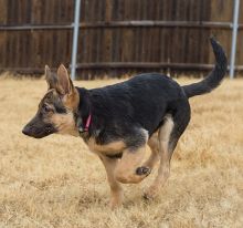 Karli, a black and tan german shepherd puppy