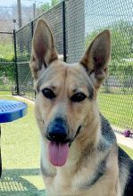 Kimber, a black and tan german shepherd mix