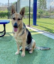 Kimber, a black and tan german shepherd mix