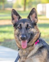 Kona, a young black and tan german shepherd