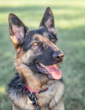 Kona, a young black and tan german shepherd