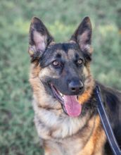 Kona, a young black and tan german shepherd