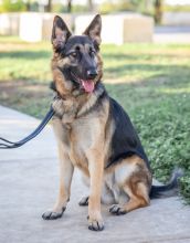 Kona, a young black and tan german shepherd